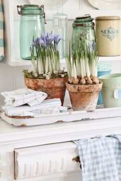 two potted plants sitting on top of a white shelf next to other pots filled with flowers