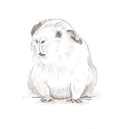 a drawing of a guinea pig sitting on the ground with its head turned to the side