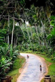 two people riding bikes down a dirt road surrounded by palm trees and greenery on both sides