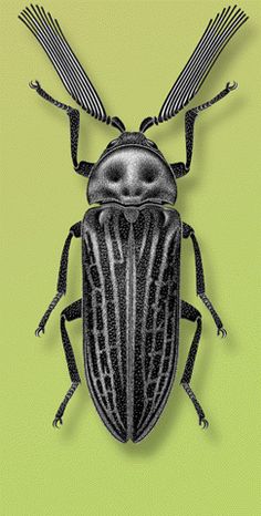 a beetle on a green background