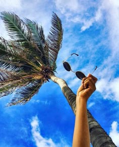 a palm tree reaching up into the blue sky with sunglasses on it's head