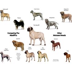 the different breeds of dogs are shown in this image, with their names on them