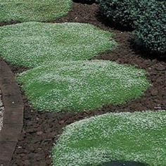 a garden with green grass and white flowers