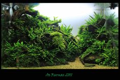 an aquarium filled with lots of green plants