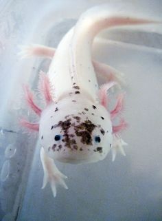 a white and black fish with brown spots on it's back legs, swimming in water