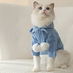 a white cat wearing a blue sweater on a couch