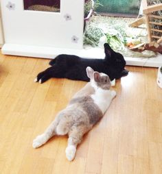 two cats laying on the floor next to each other