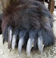 an animal's claws with long, black fur