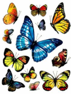 a group of colorful butterflies on a white background