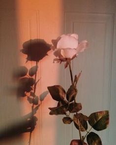 a single white rose is in front of a door with the light shining on it