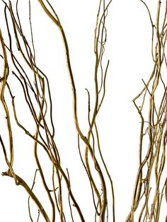 PRICES MAY VARY. NATURALLY DRIED - These curly willow branches with caspia are real, unlike many plastic options on the market. These decorative sticks are dried, preserved, and are painted unless they are our natural color. QUANTITY & SIZE - The willow branches come with 12 pieces and are 3-4 Feet tall (36-48 Inches), which is long enough to fill a large vase of any size. PERFECT DECORATION - These decorative branches are great for your home, a party, wedding, table, living room, terrace, offic Large Branch Decor, Large Flower Arrangements Tall Vases, Tall Vase Branches, Tall Branches In Floor Vase, Flower Arrangements For Table Tall Vases Willow Branches, Stick Arrangements Branches Vase, Gold Tree Branch Centerpiece, Living Room Terrace, Floor Vase Fillers