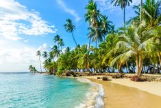 the beach is lined with palm trees and blue water