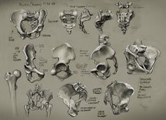 a bunch of different types of human bones