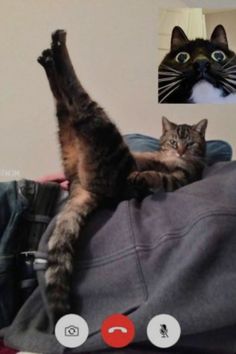 Hilarious Set Of Photos Where Cats Gets Kinky Via Zoom Funny Cat Photos, Cat Photo, Cat Mom, Cat Pics, Cat Memes