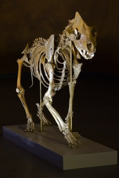 the skeleton of a cat is displayed on a pedestal in front of a dark background