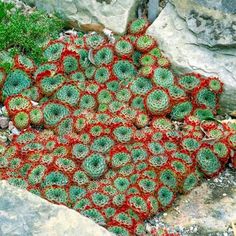 many green and red plants growing out of some rocks