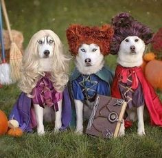 three dogs dressed up in costumes sitting next to each other on the grass with pumpkins behind them