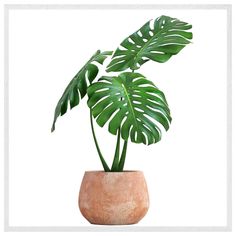 a potted plant with large green leaves in it on a white background stock photo