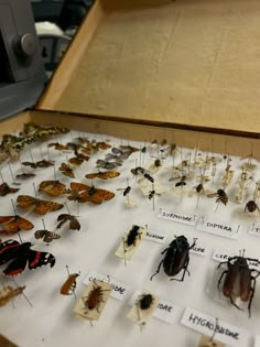 many different types of bugs on display in a wooden box with labels for each one