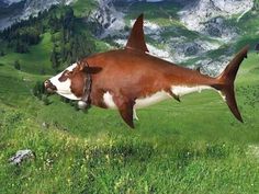 a cow is jumping in the air with its mouth open and it's nose hanging out