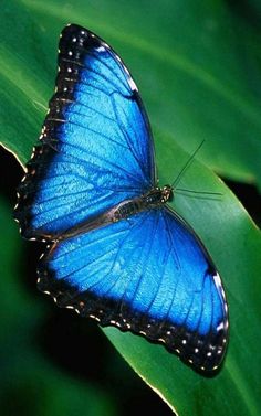 a blue butterfly sitting on top of a green leaf