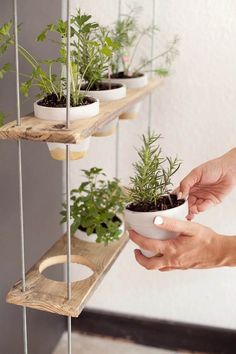 two people holding plants in small pots on wooden shelves