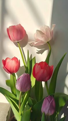 pink and red tulips are in a vase