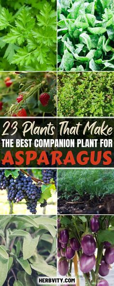 the best companion plant for asparagus and what to do with them in your garden