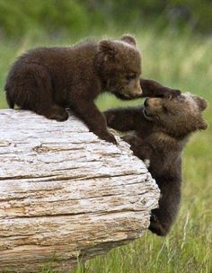 two brown bears playing with each other on top of a log in the grass,