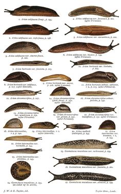 the different types of fish are shown in this diagram, with their names and descriptions