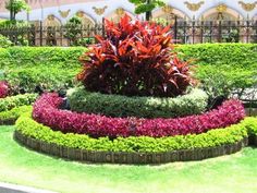 the garden is full of colorful flowers and plants, including red and green foliages