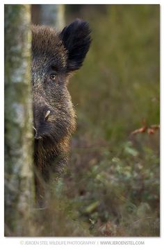 a wild boar peeking out from behind a tree