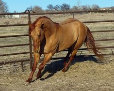 a brown horse running around in an enclosed area