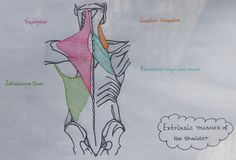 a drawing of the muscles and their corresponding labels on a piece of paper that says,