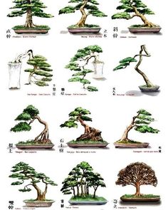 the different types of bonsai trees are depicted in this poster, which shows how to grow