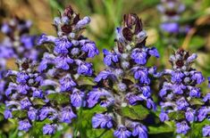 some purple flowers are growing in the grass