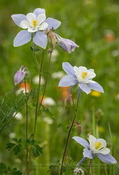 blue and white flowers are growing in the grass