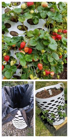 strawberries are growing in the garden, and there is also a plastic bag with strawberries inside