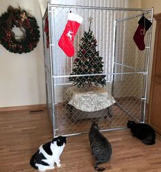 three cats sitting in front of a christmas tree and stockings hanging on a fenced door