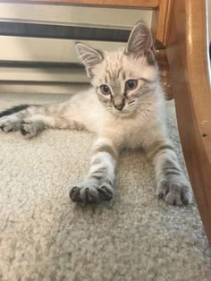 a cat laying on the floor under a table looking at the camera with its paws up