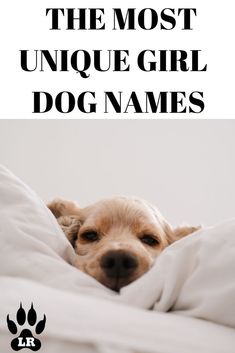 Corgi Names Female, Taylor Swift Dog Names, Coquette Dog Names, Girly Dog Names, Girl Dogs Name, Beachy Dog Names, Names For Dogs Female, Boho Dog Names