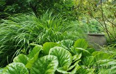 some very pretty green plants in a big grassy area with trees and bushes behind them