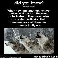 three wolfs standing next to each other with the caption did you know?