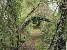 an image of a path in the woods that is covered with vines and ivys