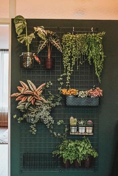 a green wall filled with lots of different types of plants