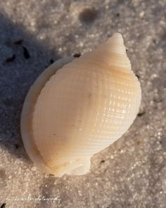 a shell is laying on the beach sand