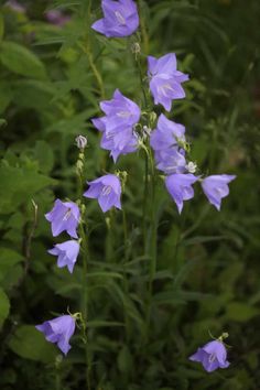 some purple flowers are growing in the grass