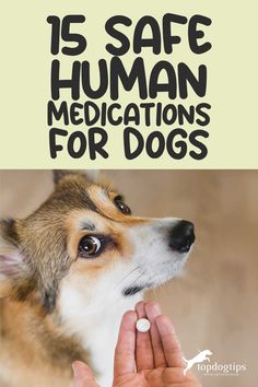 a dog is being petted by someone's hand with the words, is safe human medicationss for dogs?