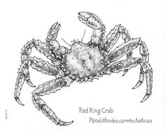 a drawing of a crab with the words red king crab in it's claws