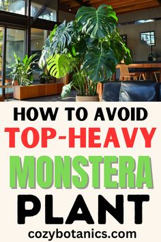 a house plant with the words how to avoid top - heavy monstera plant